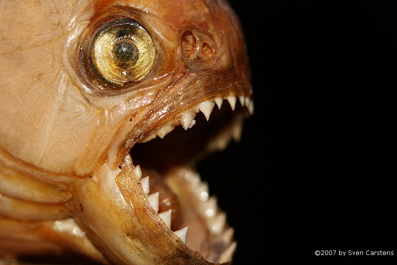 ausgestopfter Piranha
