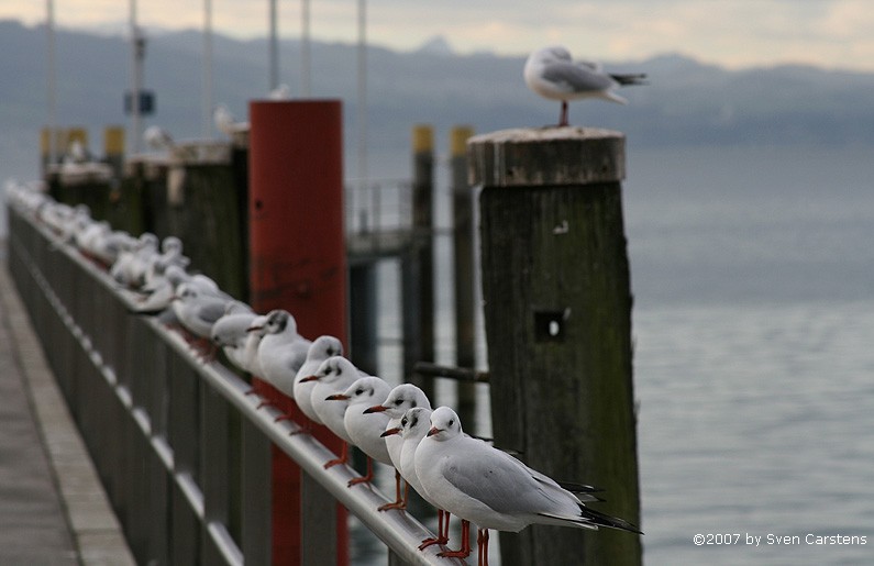 M�wenreihe am Landungssteg in Kressbronn