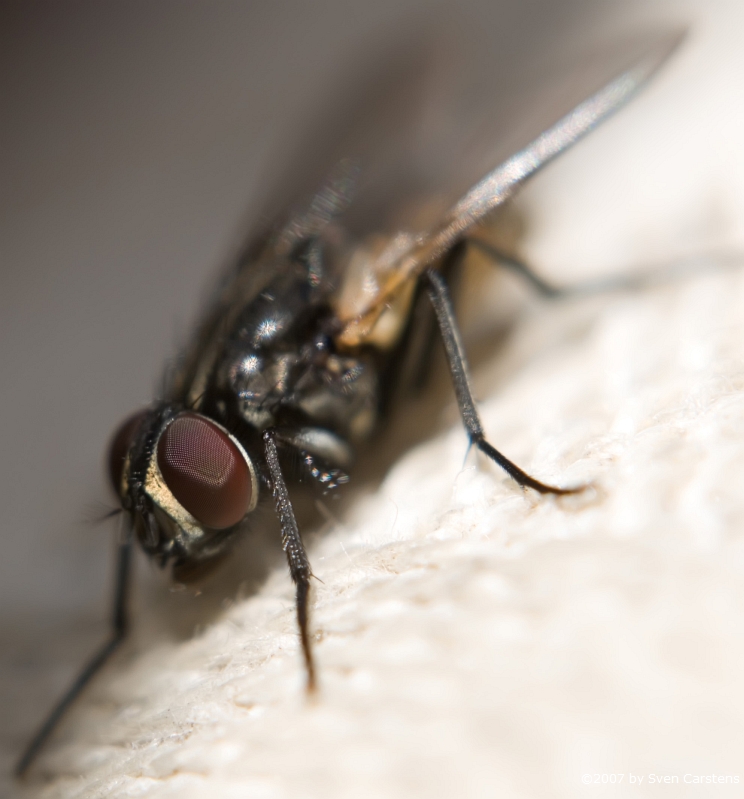 Fliegenmakro 2