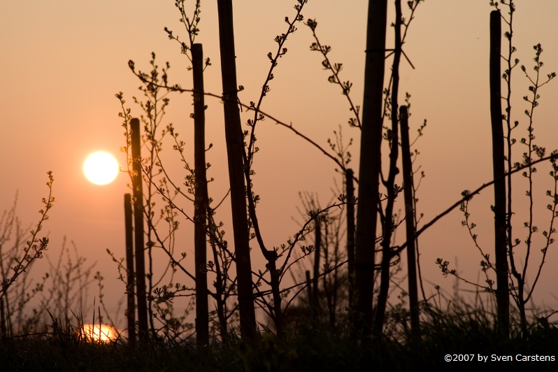 Sonnenuntergang zwischen den Apfelblueten