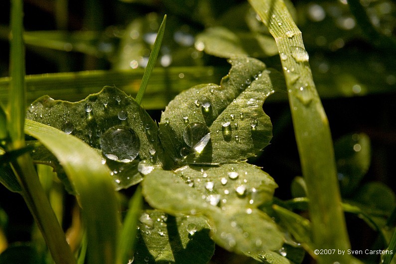 Regentropen am Grashalm 3