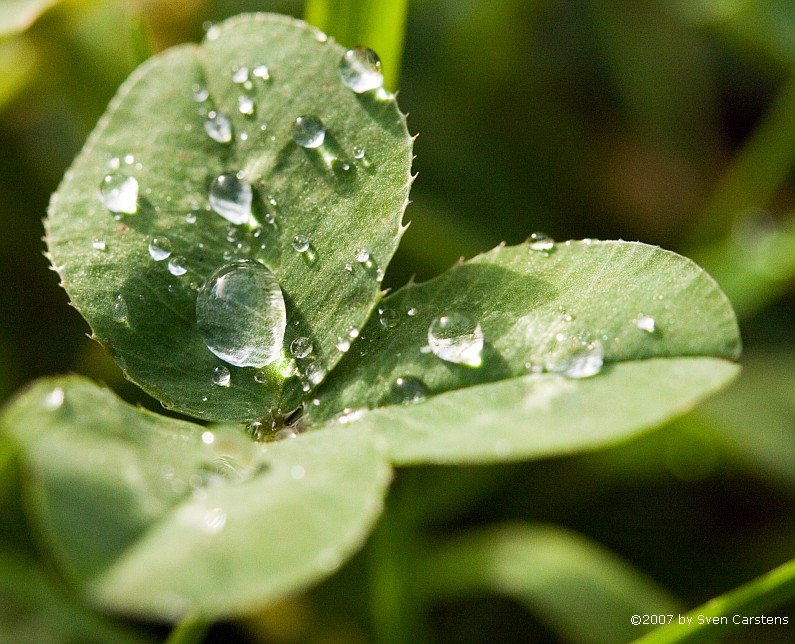 Regentropen am Grashalm