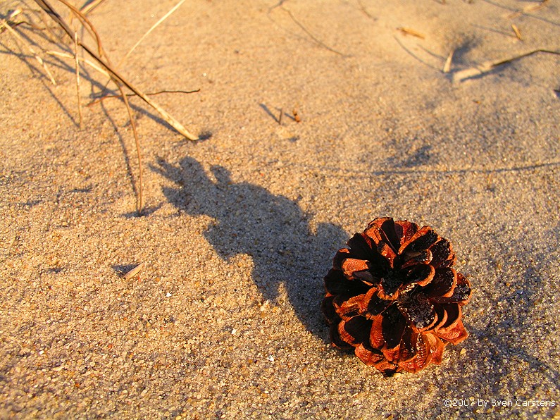 Tannenzapfen in den Dnen